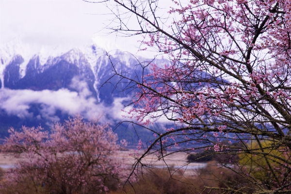 Landscape tree nature branch Photo