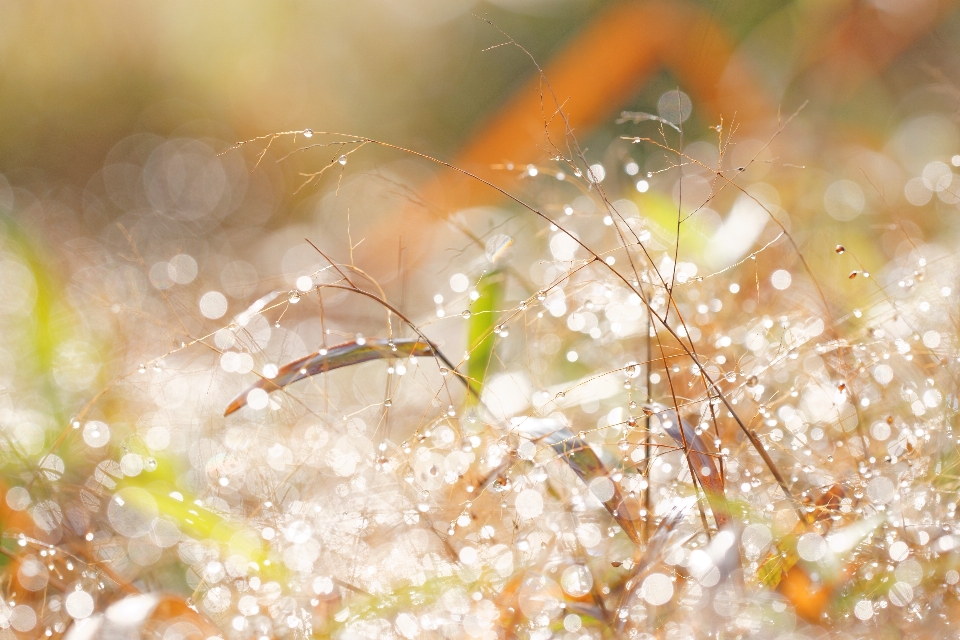 Acqua natura erba ramo