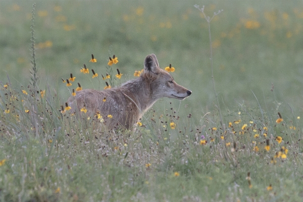 Nature wilderness meadow prairie Photo