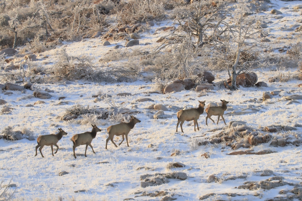 Wildnis
 schnee winter tierwelt