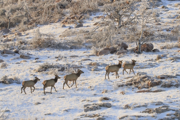 Foto Região selvagem
 neve inverno animais selvagens