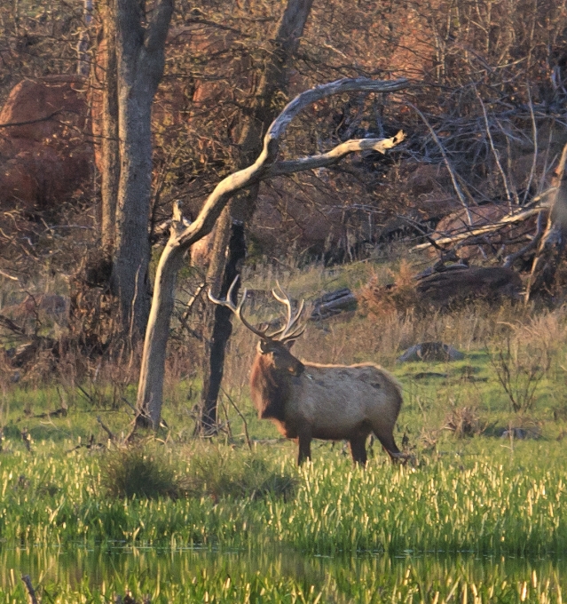 Natura selvaggia
 prateria
 animali selvatici cervo