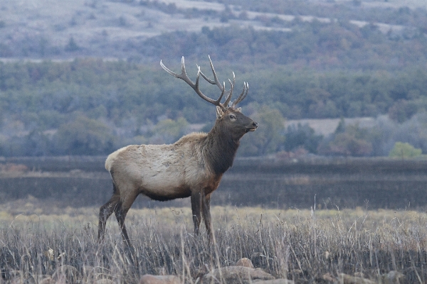 Prairie wildlife deer mammal Photo