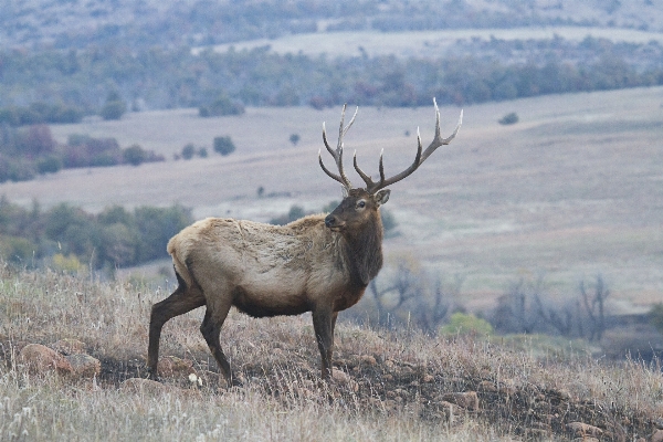 Prairie wildlife deer mammal Photo