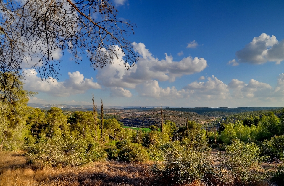 Paysage arbre nature forêt