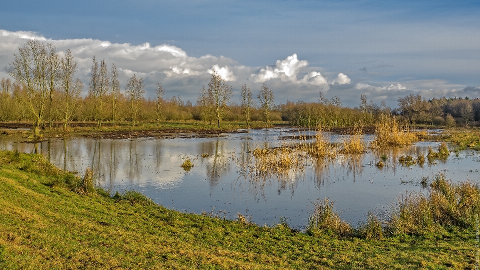 Paisagem árvore pântano
 pântano