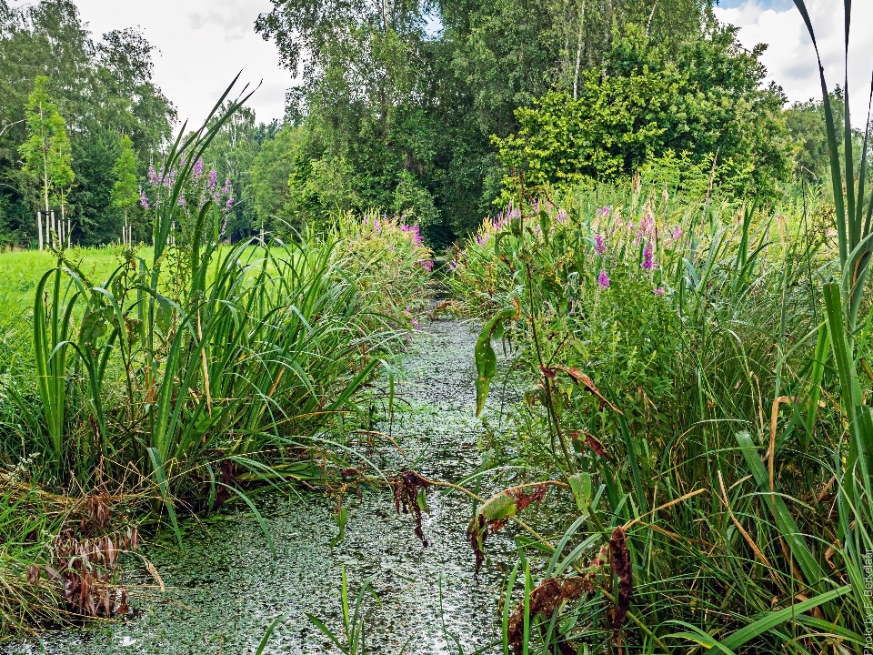 Paesaggio natura erba pantano