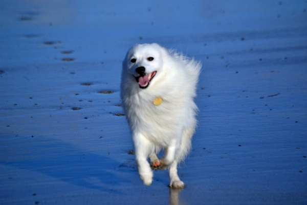 Beach white running puppy Photo