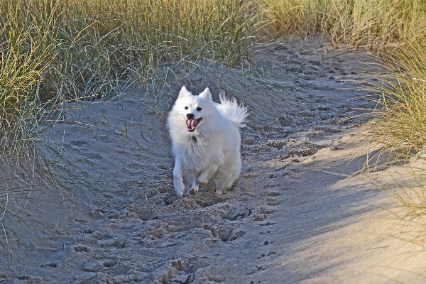 Beach sand white running Photo