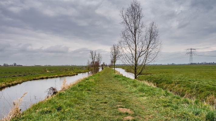 Photo Paysage arbre nature herbe