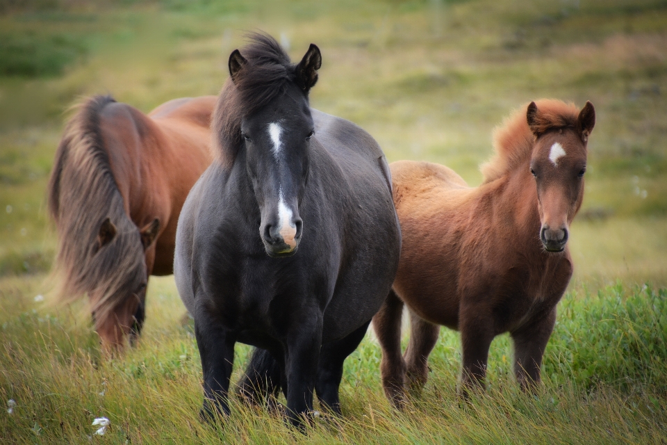 Grass meadow prairie flock