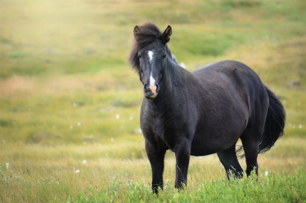 Grass meadow prairie wildlife Photo