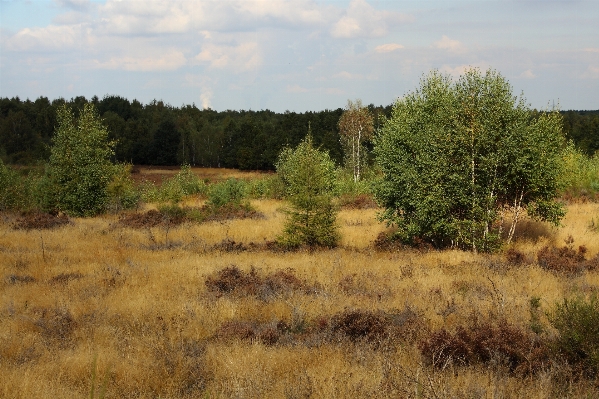 Landscape tree nature grass Photo