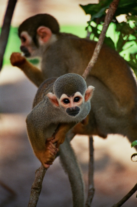 Voyage faune jungle mammifère