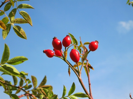 Tree nature branch plant Photo