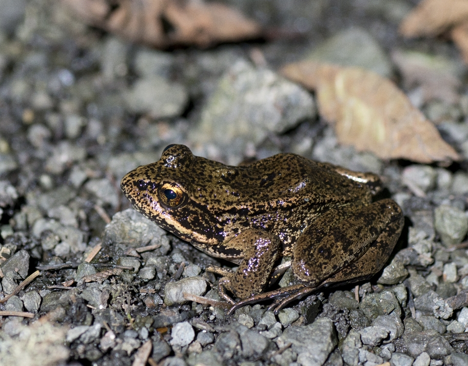 Tierwelt frosch kröte amphibie