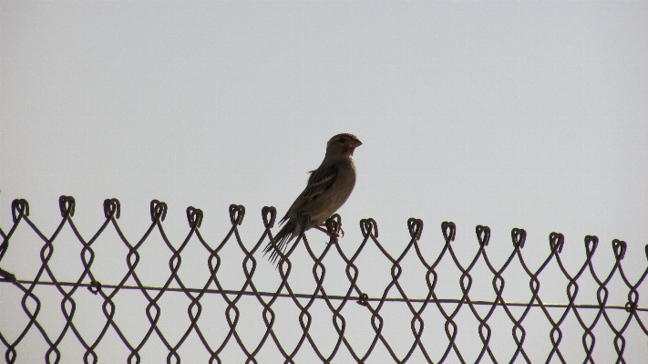 Branch bird wing fence Photo