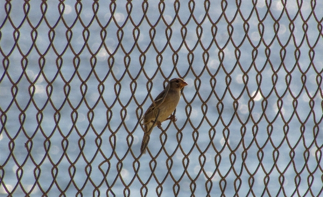 Branch bird fence escape Photo