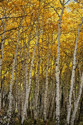 Tree forest branch plant Photo