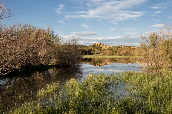 Landscape tree water nature Photo