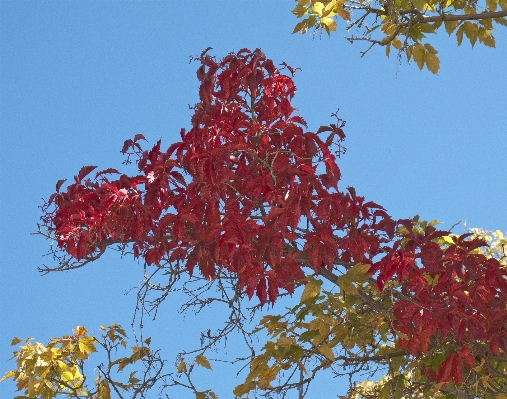 Tree nature branch plant Photo