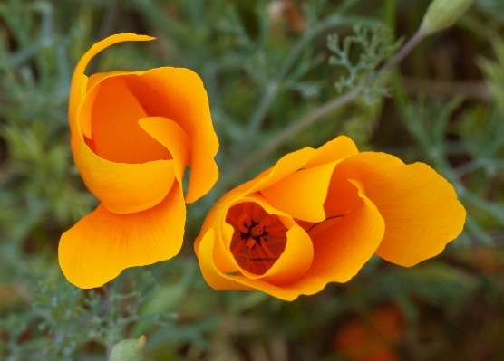 Foto Natura pianta fiore petalo