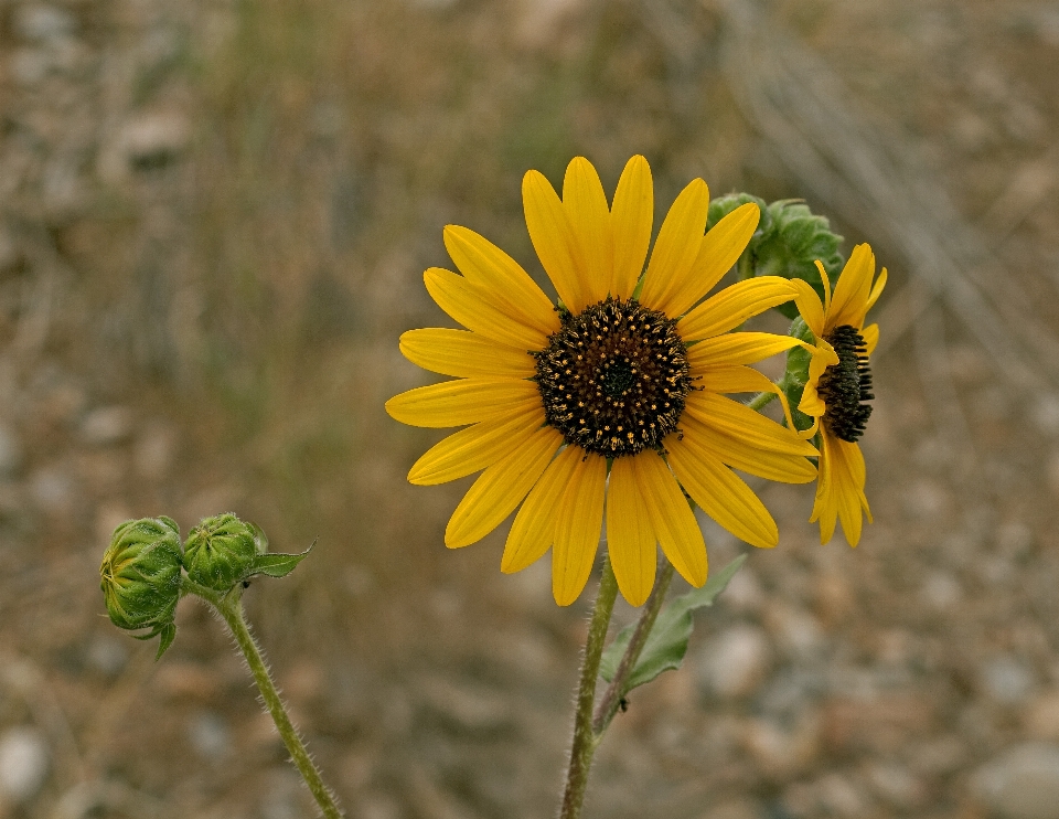 Nature usine champ prairie
