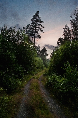 Landscape tree nature forest Photo