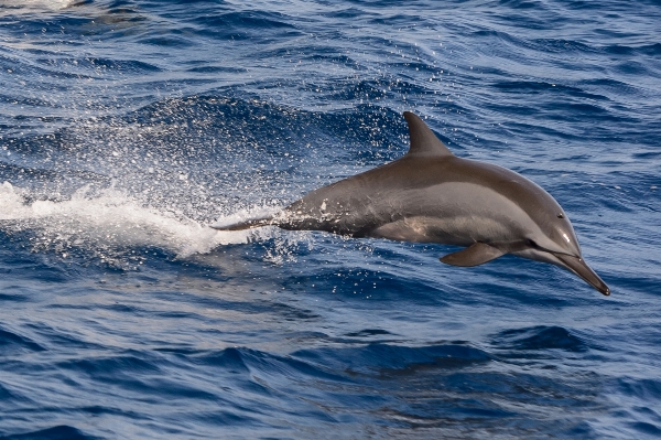 Sea ocean mammal nikon Photo