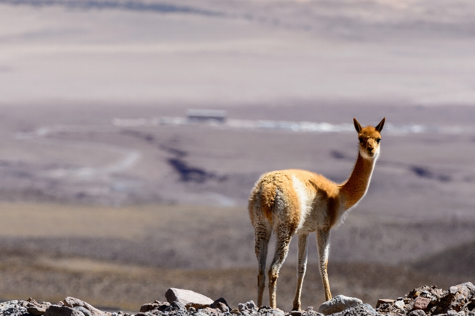 Nature wildlife mammal nikon