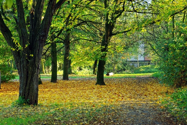 Tree nature forest grass Photo