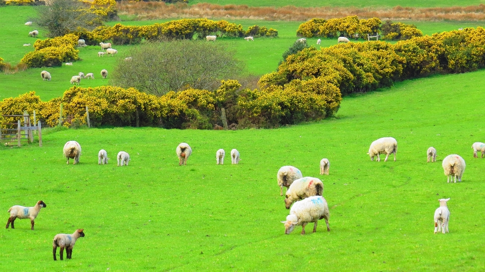 Paisagem natureza grama campo