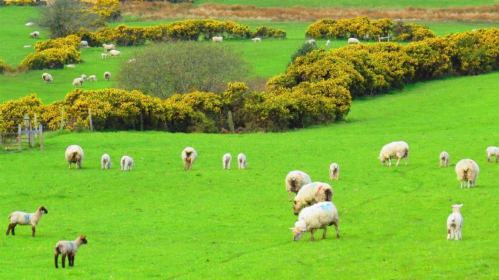 Landscape nature grass field Photo