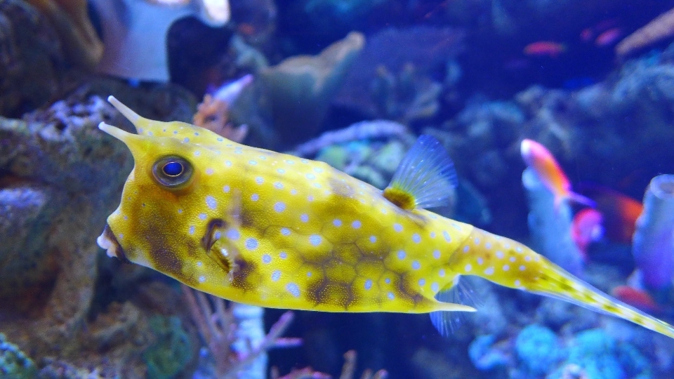 Mer nature océan sous-marin