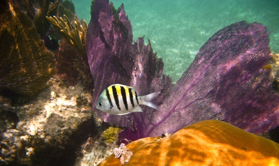 Mar natureza oceano embaixo da agua