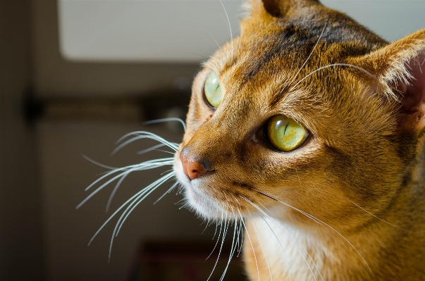 甘い 動物 かわいい 見ている 写真