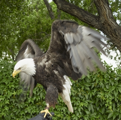 Tree nature bird wing Photo