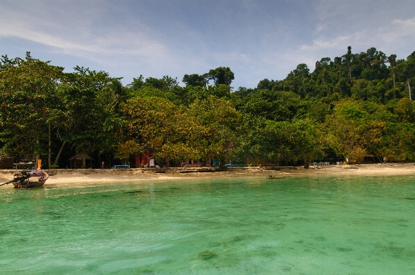 Beach sea coast tree Photo