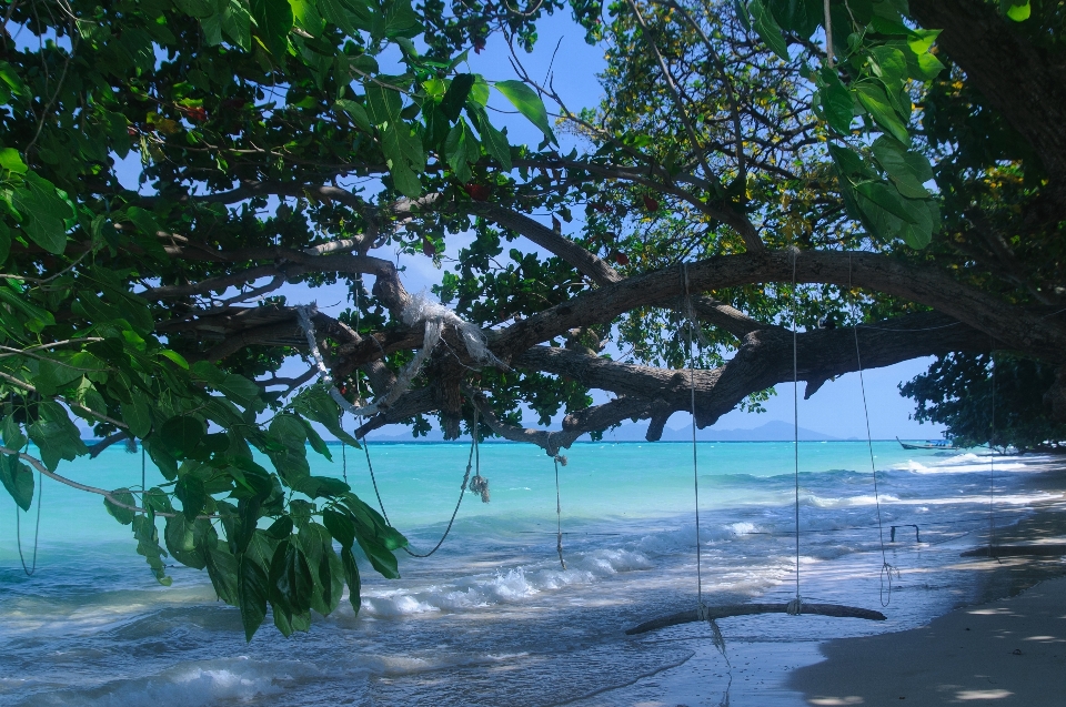 Albero acqua ramo luce del sole