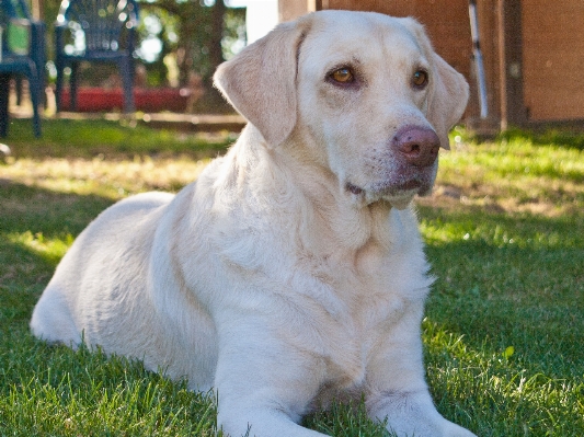 White puppy dog animal Photo