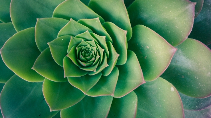 Nature abstract growth plant Photo