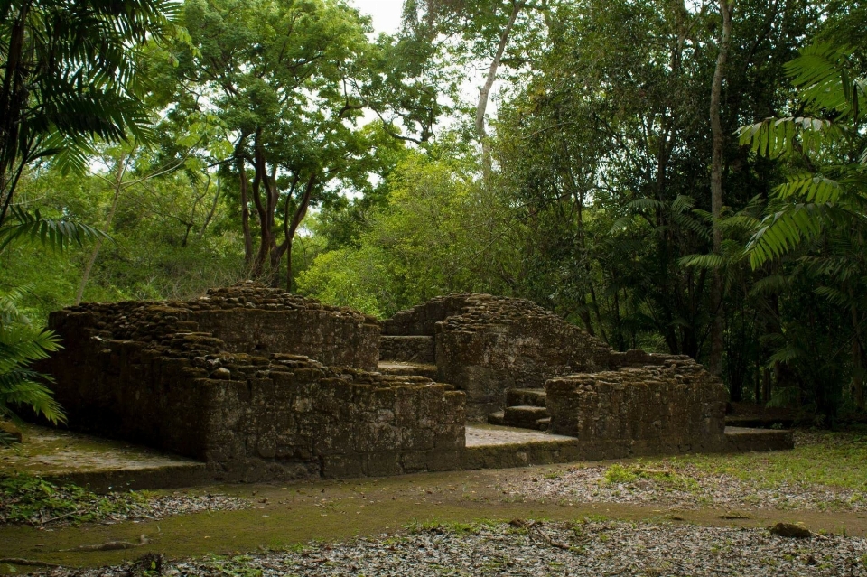 木 密林 公園 遺跡