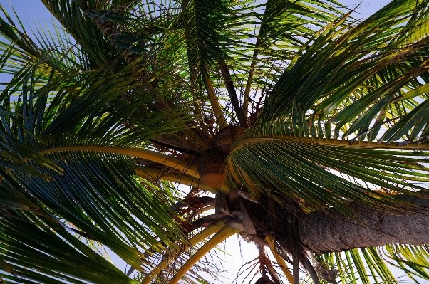 Tree forest branch plant Photo