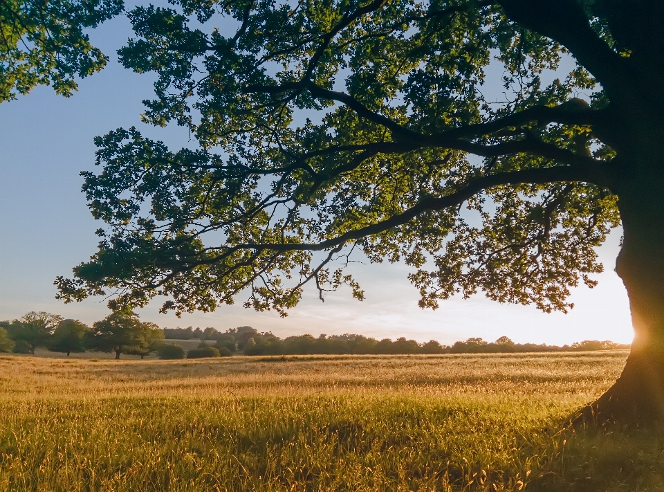 Landscape tree nature grass