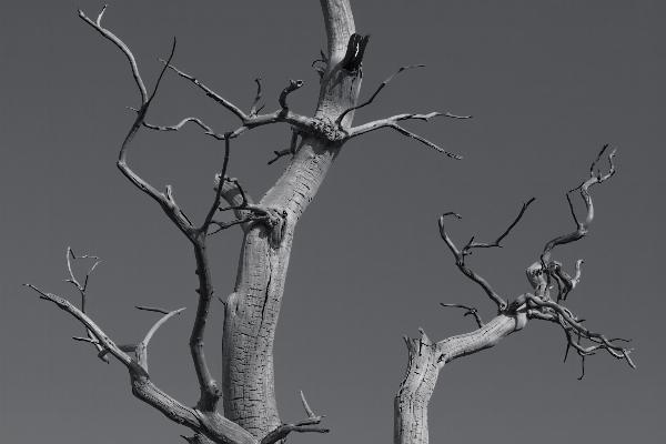 Tree branch winter abstract Photo