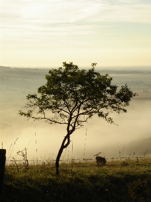 Landscape tree nature grass Photo