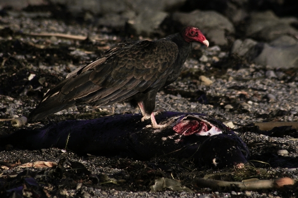 Beach bird wildlife beak Photo