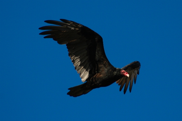 鳥 羽 嘴 フライト 写真