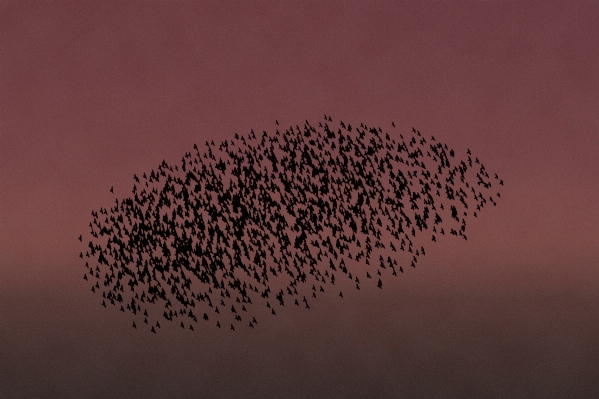 Zweig silhouette vogel himmel Foto