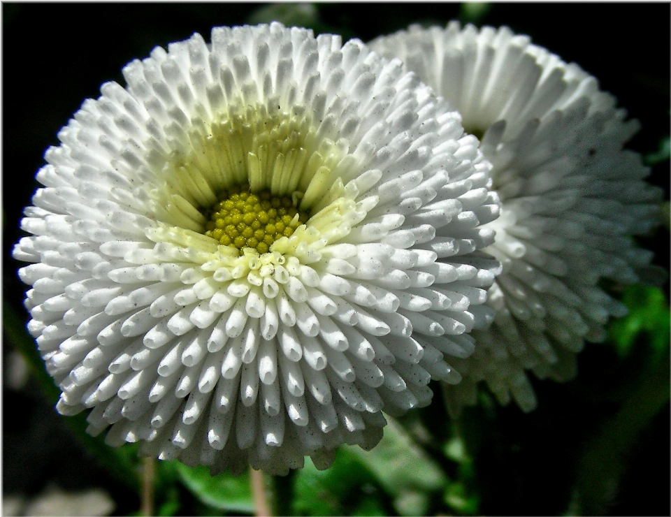 Flor plantar preto e branco
 flora